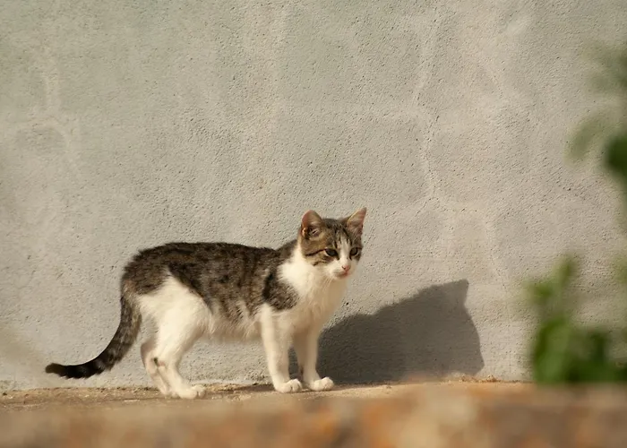 Alto Santiago Santiago del Collado